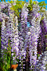 Obraz premium Wisteria is a climbing plant of the Fabaceae family, known for its clusters of scented flowers Sori Genoa Italy