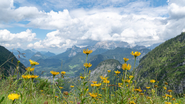 Eine Blumenwiese vor traumhafter Bergkulisse in den Loferer Steinbergen in den Alpen in &Ouml;sterreich