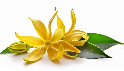 Obraz premium ylang ylang flower isolated on white