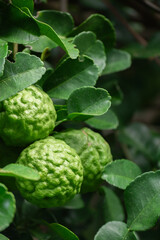 Bergamot, Fresh green bergamot fruit hanging from branch. bergamot tree garden and healthy food...