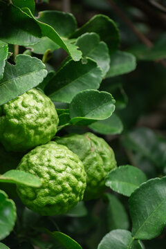 Bergamot, Fresh green bergamot fruit hanging from branch. bergamot tree garden and healthy food concept, group of bergamot,Bergamot medicinal plants with many