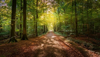 Obraz premium straight dirt path runs through a dense green forest the ground is layered with dry autumn leaves and soft sunlight glows at the end of the trail