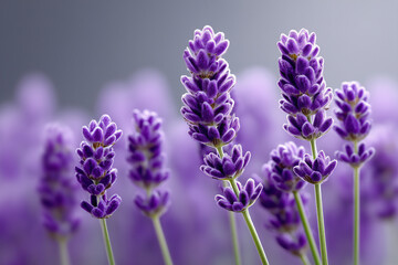 Obraz premium Close up photography of lavender flowers with their vivid violet-purple hues. A soft focus background highlights the beauty of the natural flora