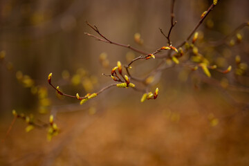 Closeup of spring buds on a branch.
