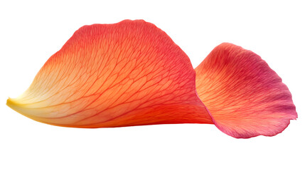 Two delicate rose petals, displaying a gradient of color from yellow to orange and pink, isolated on a white background.