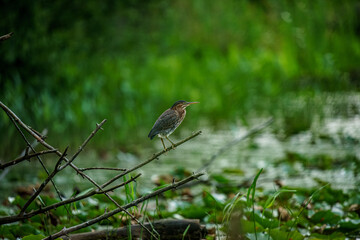 Green Heron on a branch in the Marsh