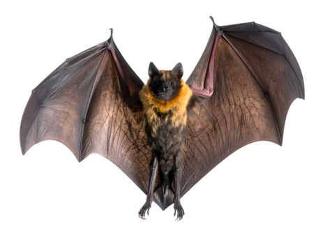 A striking fruit bat with its expansive wings outstretched, ready for flight or display.