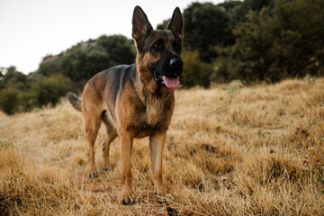 german shepherd dog