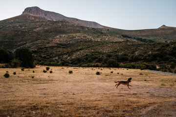 dog running  in the mountain 