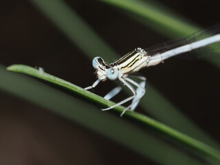 Platycnemis pennipes es una libélula de patas blancas que habita zonas acuáticas, reconocida por...