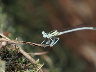 Platycnemis pennipes es una libélula de patas blancas que habita zonas acuáticas, reconocida por...