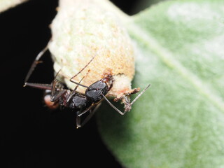 Camponotus herculeanus es una hormiga carpintera robusta que habita bosques, anida en madera y es activa principalmente en climas fríos del hemisferio norte.