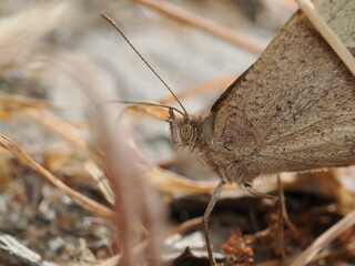 Hipparchia statilinus es una mariposa parda de camuflaje eficaz, activa en verano y frecuente en...