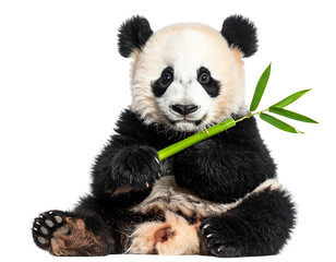 Naklejka premium Walking Giant Panda, Side Profile with Raised Paw, Transparent Background PNG