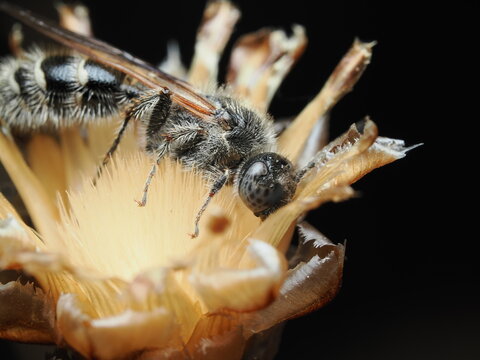 Scoliidae es una familia de avispas robustas, cuyas larvas parasitan escarabajos; los adultos se alimentan de n&eacute;ctar y son importantes polinizadores.