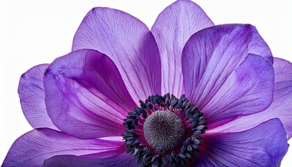 purple anemone flower on transparent background
