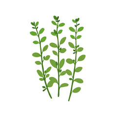 A Simple flat 2D illustration icon thyme branch isolated on a transparent background, vector, flat design, animation design, simple flat 2D icon, minimalist design, clipart. It's an EPS format