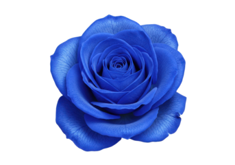 A vibrant blue rose in full bloom, symbolizing beauty and uniqueness against a black background