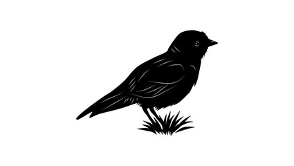 Black-eared Sparrow-Lark , black isolated silhouette