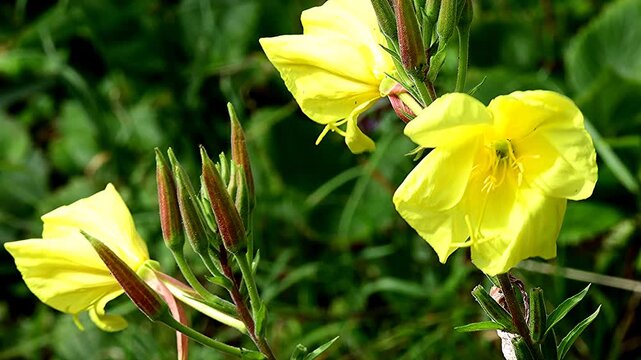 evening primrose, American medicinal plant with flower and seeds