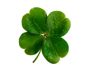  Lucky four-leaf clover isolated on a transparent background PNG