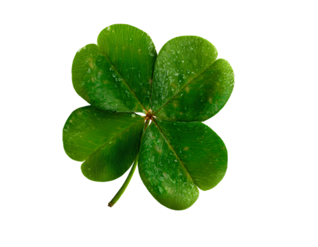  Lucky four-leaf clover isolated on a transparent background PNG