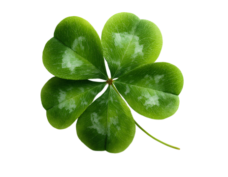 Lucky four-leaf clover isolated on a transparent background PNG - Powered by Adobe
