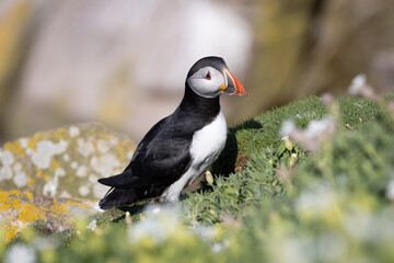 Colorful Puffin on a Coastal Cliff of Saltee Islands, Wexford, Ireland