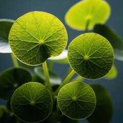 Vibrant green round Pilea leaves detailed macro shot on dark background