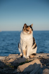 Calico cat sitting on rocks by the sea. © Rafal