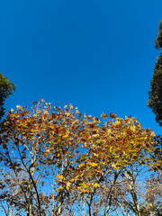 Yellow autumn leaves with blue sky.