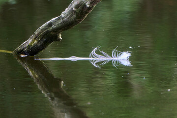 beautiful large feather and branch reflected in the water