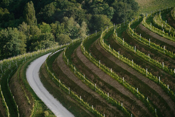 View of a picturesque vineyard in a European country at sunset. Panoramic view of grape plantation valley in summer time. Aerial view.