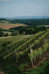 Picturesque green grape fields in the mountains in Croatia. Villages on the hills in Europe