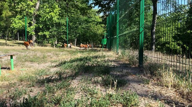 A group of playful basenjis running and interacting on a dog playground during a sunny day. The dogs show energetic behavior, chasing each other and exploring the open space.