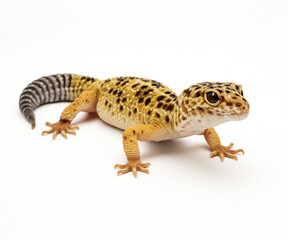 Close-up of leopard gecko, exotic reptile pet