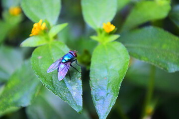 A Glimmer of Green; The Fly Resting Quietly on a Leaf