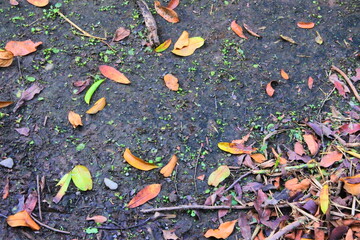 Mossy road texture with fallen and dry leaves