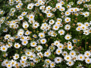 Bed with daisies © Koos