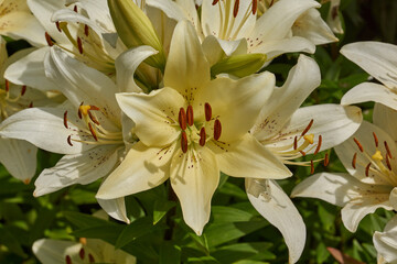 Lily (lat. Lilium) blooms in the garden. Lily - the genus of plants of the family of Lily (Liliaceae).