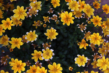 yellow flowers in the garden