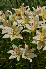 Lily (lat. Lilium) blooms in the garden. Lily - the genus of plants of the family of Lily (Liliaceae).