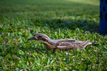 Bush Stone-curlew in a garden