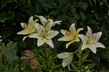 Lily (lat. Lilium) blooms in the garden. Lily - the genus of plants of the family of Lily (Liliaceae).