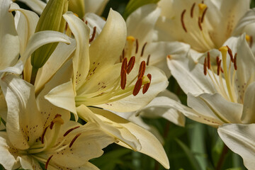 Lily (lat. Lilium) blooms in the garden. Lily - the genus of plants of the family of Lily (Liliaceae).