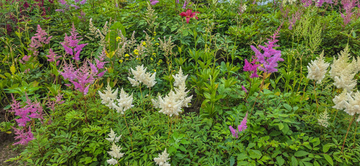 Colorful astilbe blooms amidst lush greenery with leaves and branches, flowers in bloom, astilbe