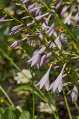 Hosta (lat. Hosta) blooms in the garden. Hosta is a genus of perennial herbaceous plants of the Asparagus family.