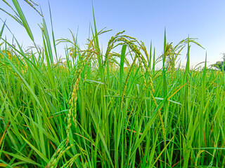 Fototapeta premium Ripening rice ears in a rice field with water droplets clinging to the ears. taken in the morning.