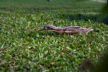 Bush Stone-curlew in a garden