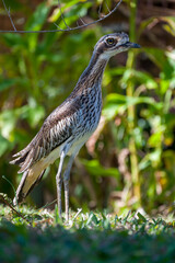 Bush Stone-curlew in a garden